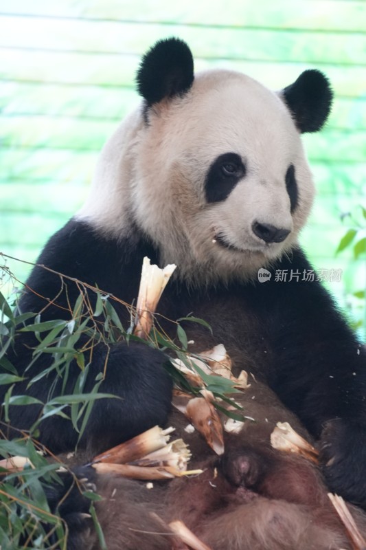 大熊猫坐卧进食竹子