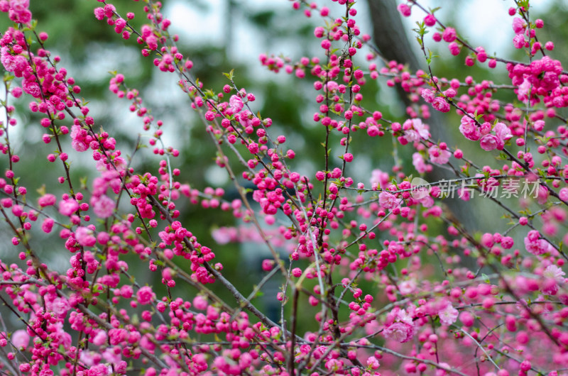 春天公园里红艳艳的榆叶梅花枝