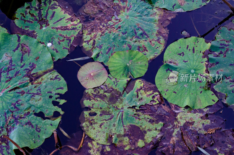 秋天雨后池塘的残荷败叶