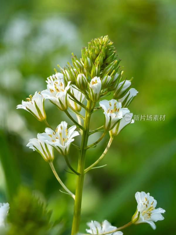 春天野外的泽珍珠菜开花