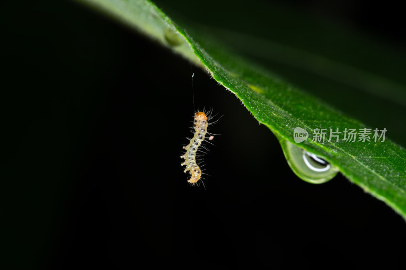 绿叶上悬挂着的小毛毛虫特写