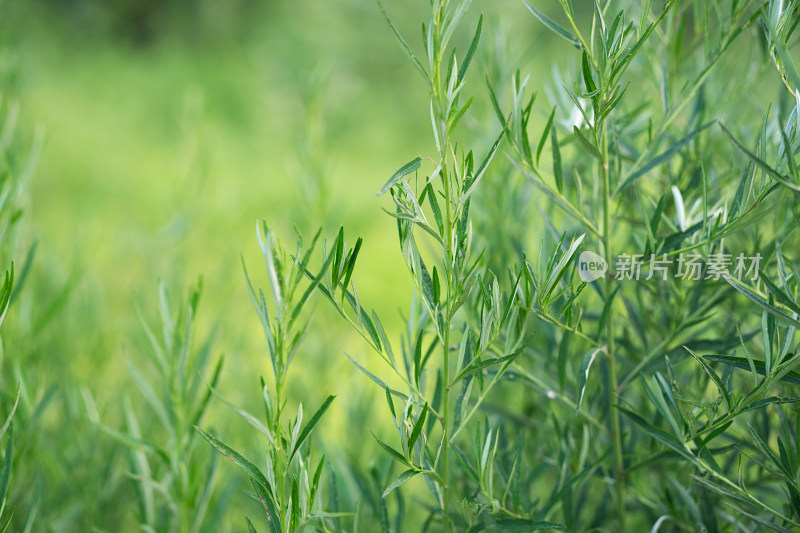 户外的小叶艾草