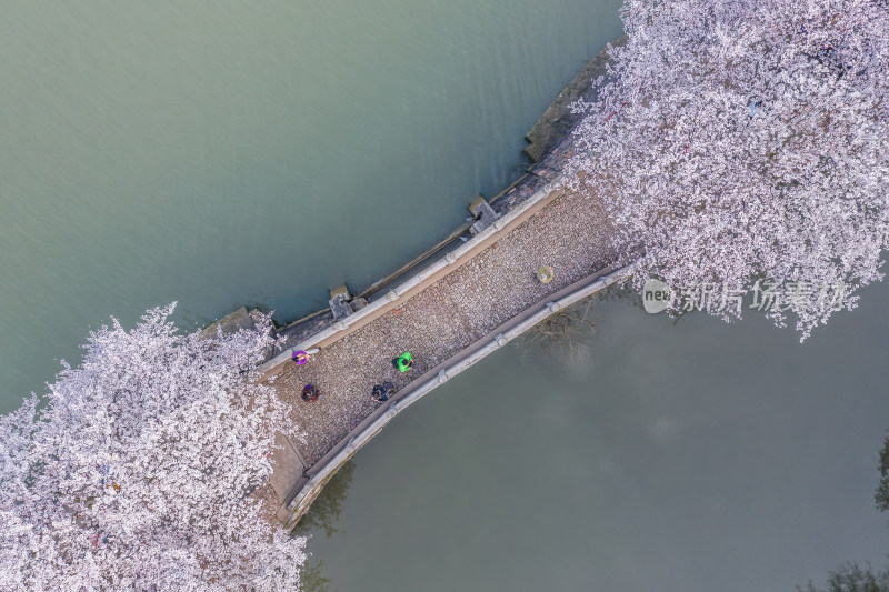 无锡鼋头渚樱花谷