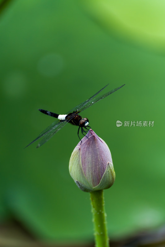 蜻蜓落在荷花上