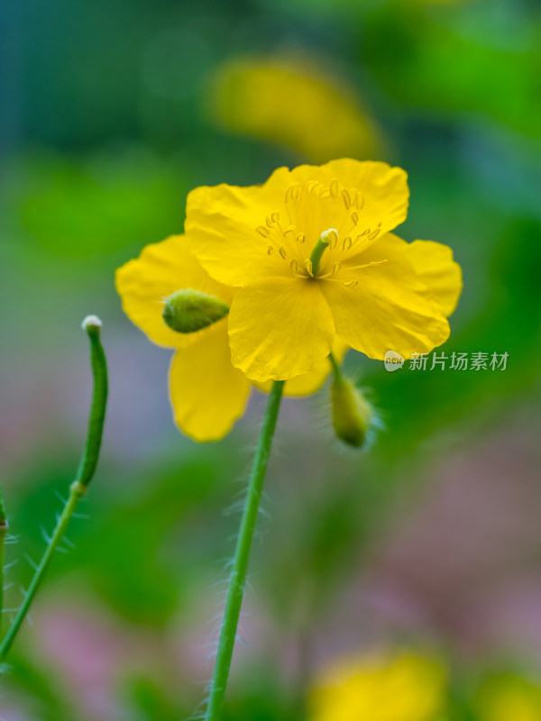 药用植物白屈菜开花