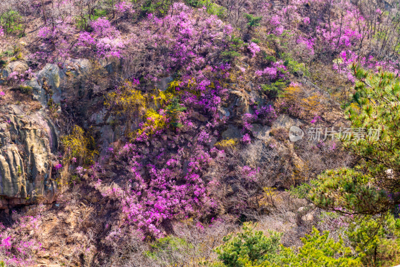 青岛大珠山杜鹃花风光