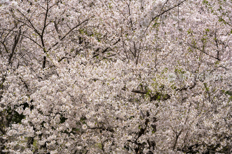 武汉东湖樱花园白色樱花盛开