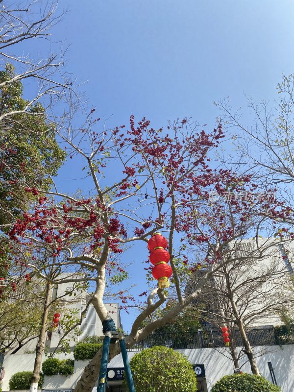 挂有红灯笼的红花树木景致