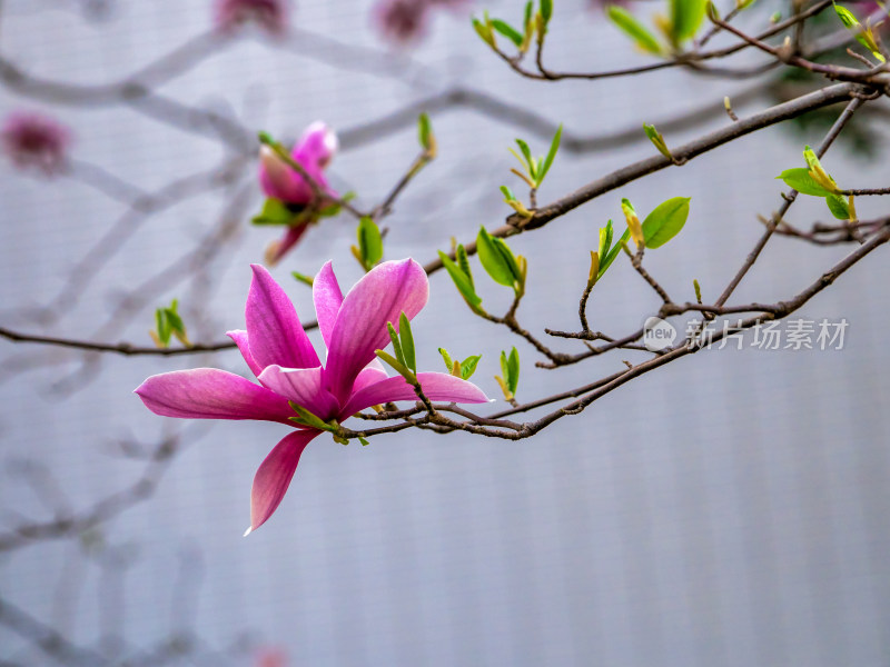 春天里盛开的紫玉兰花