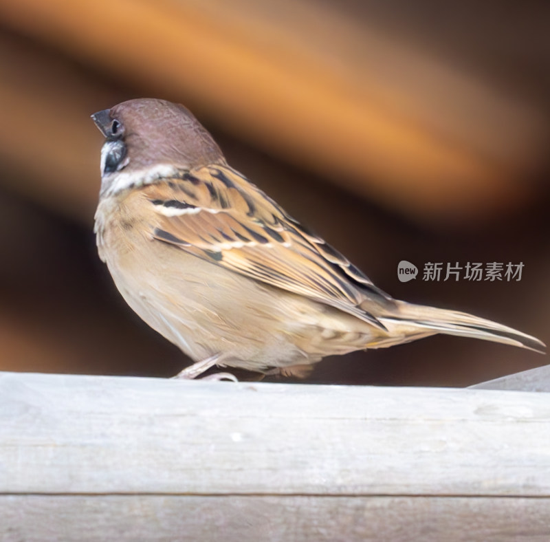 思考的麻雀