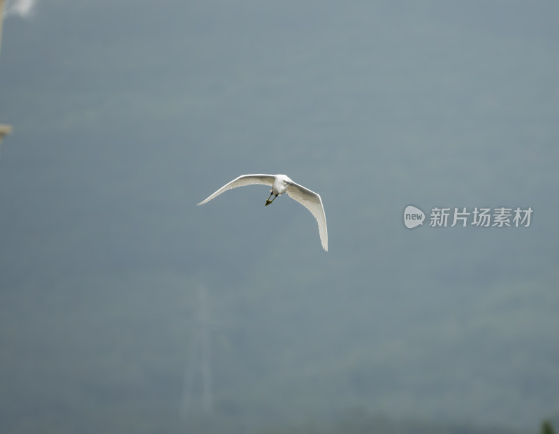 白鹭凌空展翅