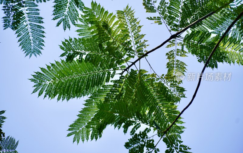 蓝花楹树仰拍