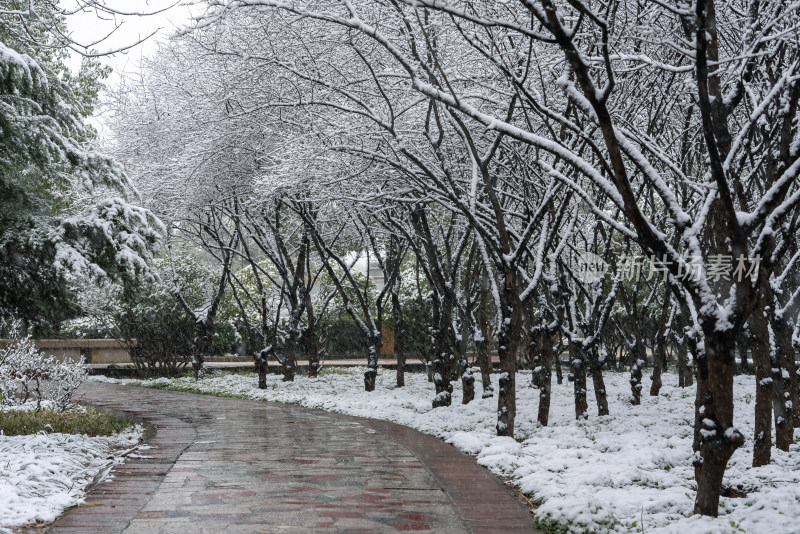 冬季下雪公园道路树木