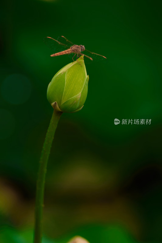 荷花苞上的蜻蜓