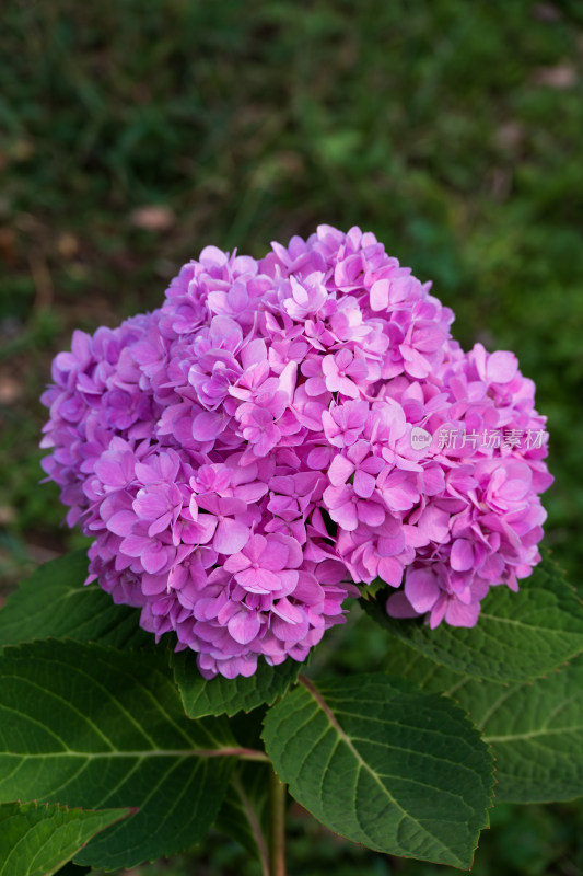 大连英歌石植物园绣球花特写