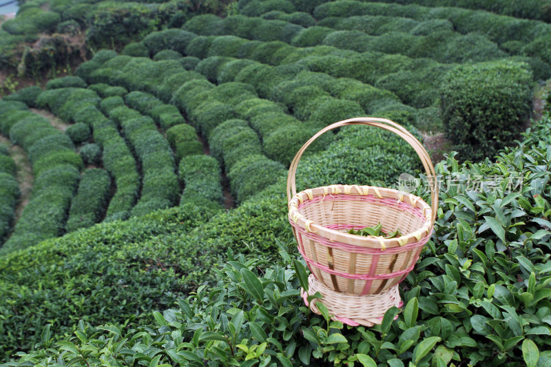 茶叶绿茶茶田茶山采茶茶农茶树