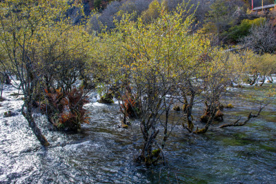 九寨沟秋色，树正群海山林溪流