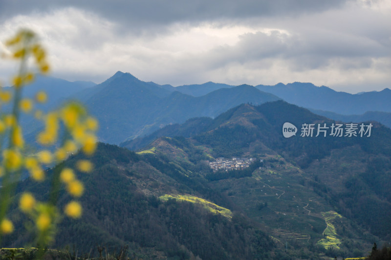 徽州古茶道：歙县文昌古道春天油菜花盛开