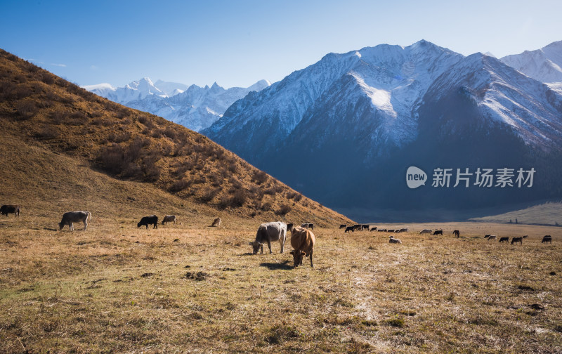 新疆草原牧场牛群自然风景