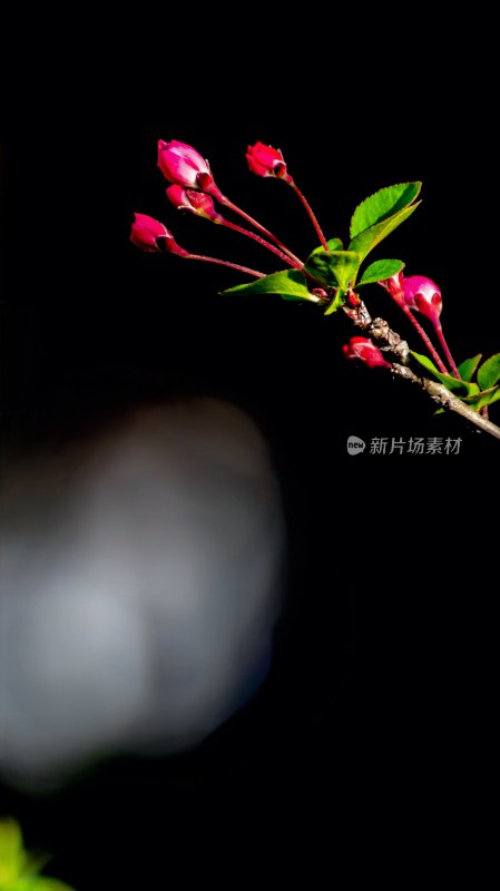 特写粉色花卉植物枝条