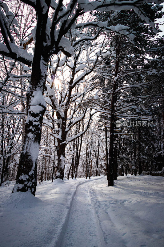 雪后树林小路的静谧冬日雪景