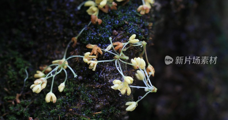 绿意盎然的苔藓与美丽桂花