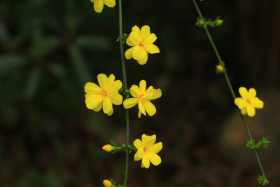 春天的迎春花