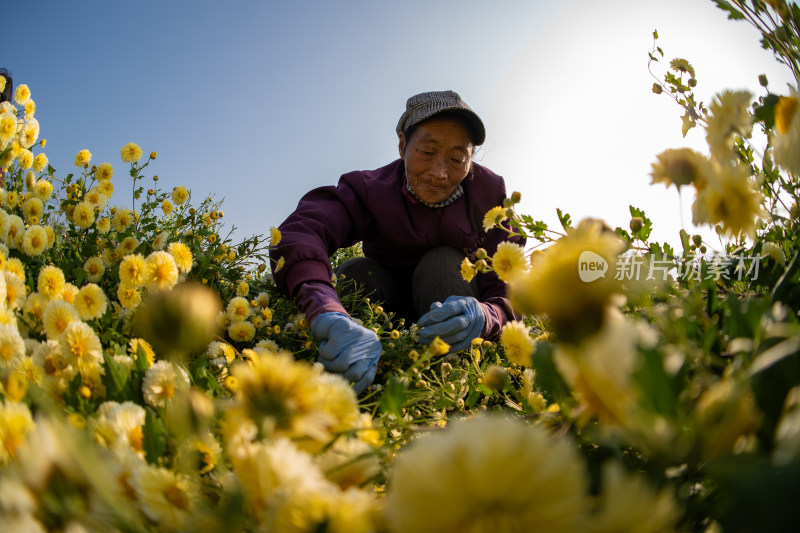 乡村振兴菊花茶采摘制作