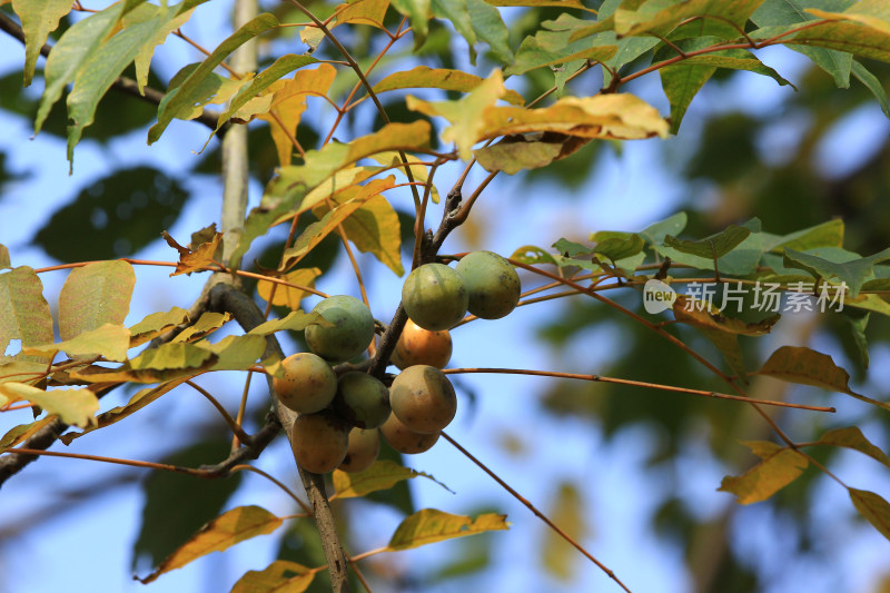 南酸枣广酸枣树上的果实素材