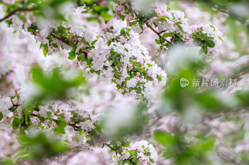 北京元大都春天的海棠花溪