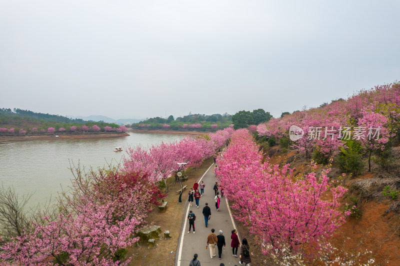 湖南省常宁市百万樱花园航拍风光