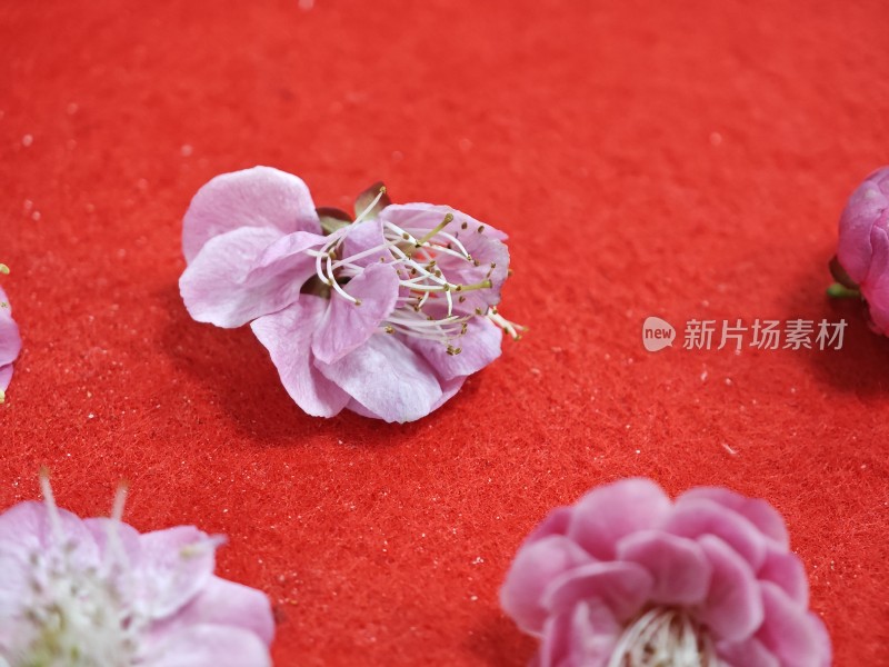 红色背景上的粉色花朵