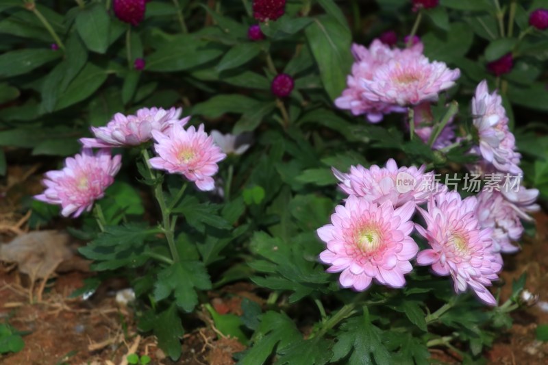 红色菊花 粉色菊花 1053