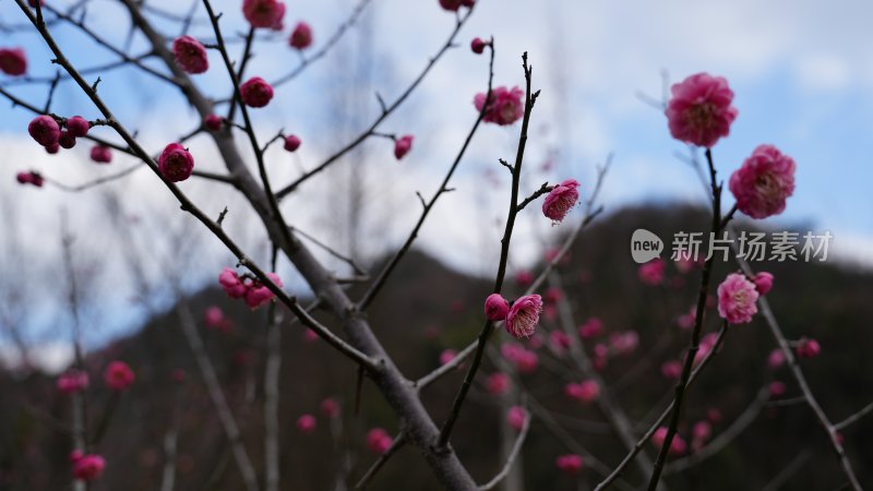 红梅初绽，惊艳了时光，温柔了岁月‌‌