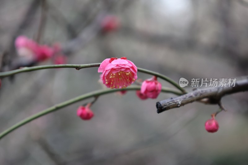 粉色梅花花卉