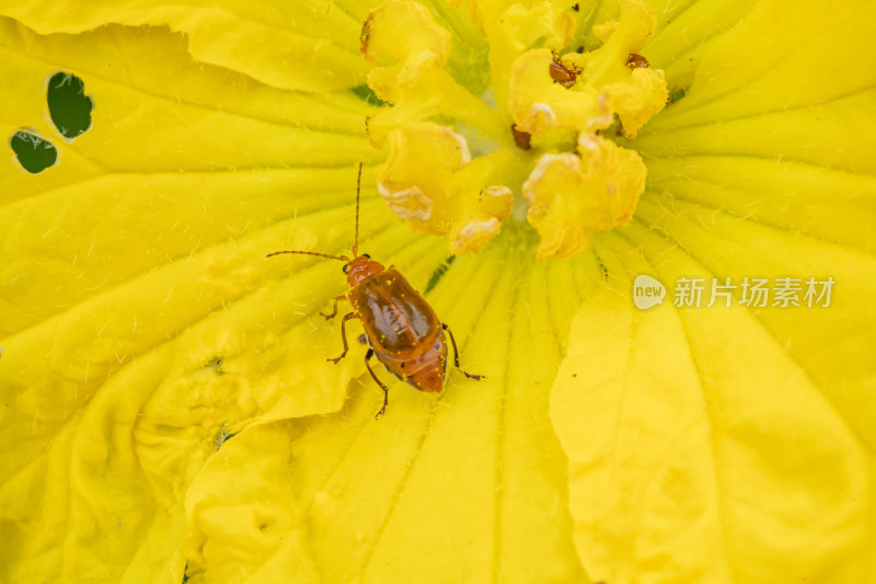 在草丛里觅食的甲虫