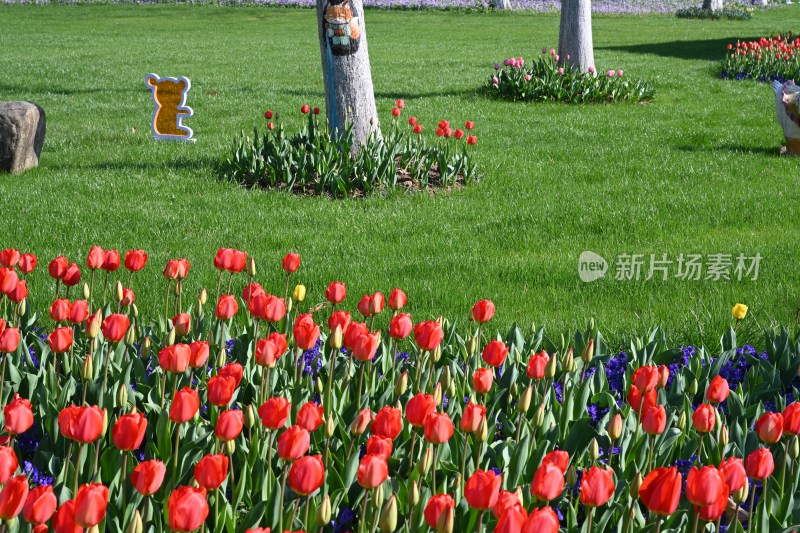 南京市绿博园郁金香盛开