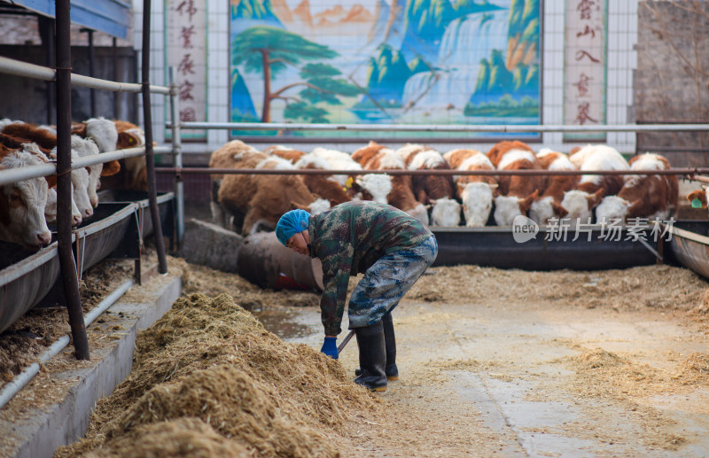 养牛工人正在给小牛喂饲料