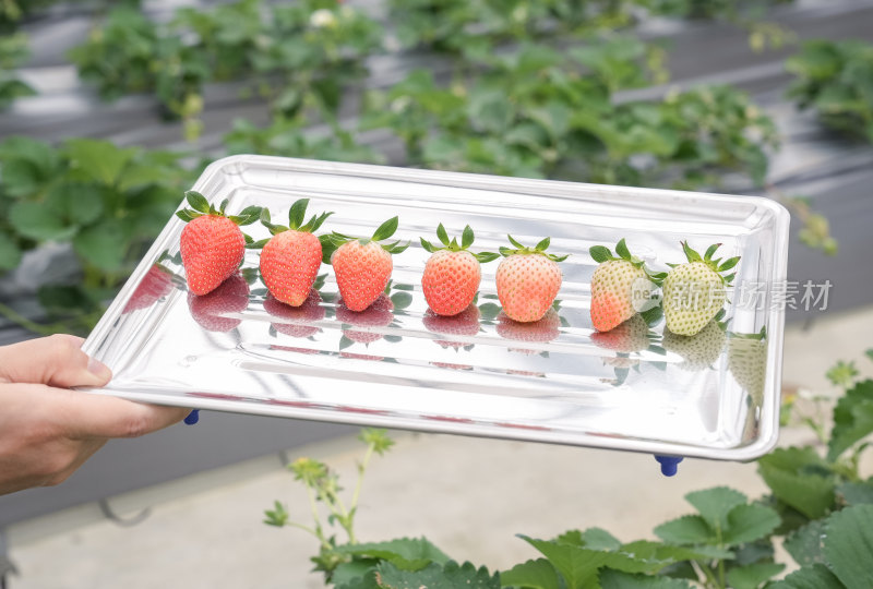 草莓不同甜度和成熟度展示