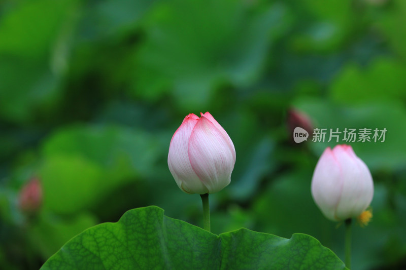 含苞待放的荷花花骨朵