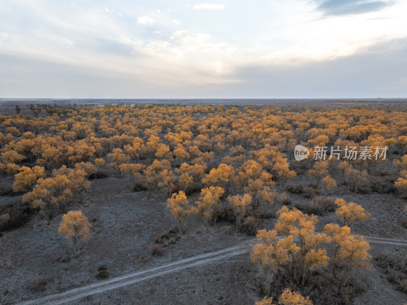 新疆南疆巴州沙雅139秘境公路胡杨林航拍