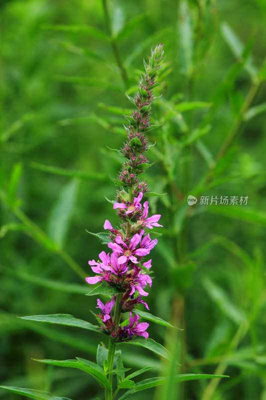 千屈菜花草