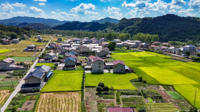 秋天美丽乡村田园金黄稻田农业种植航拍图