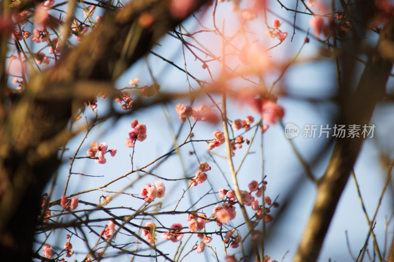 树枝上盛开的粉色花朵近景特写