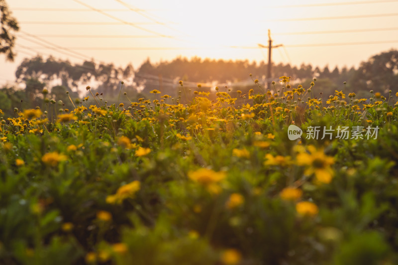 夕阳下的小黄花