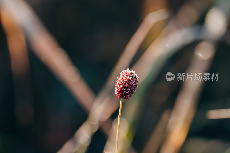 立冬节气逆光中挂满冰霜的植物