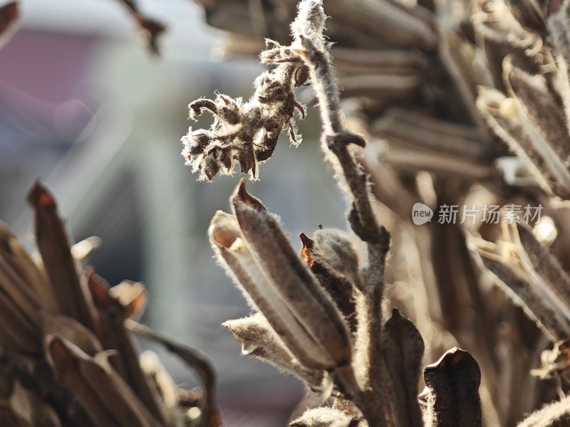 枯萎植物特写尽显秋日萧瑟之态