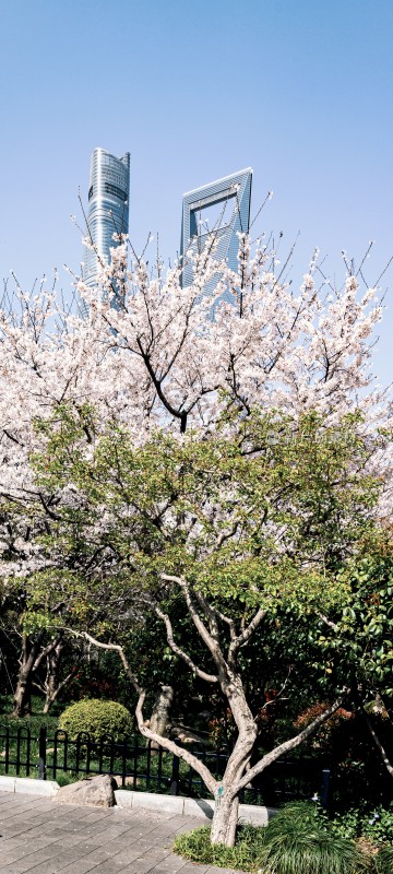 上海城市风光与地铁站口樱花