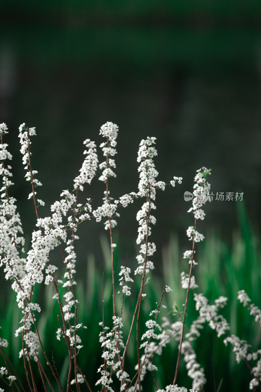 春天的花朵