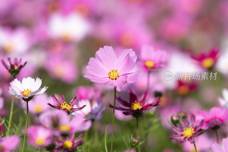 春天立春节气格桑花盛开